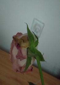 渣女的惩罚preglung
