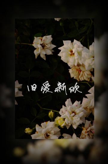 旧爱新欢歌